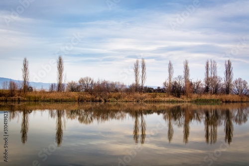 Trees in winter on a lakeside in burgenland