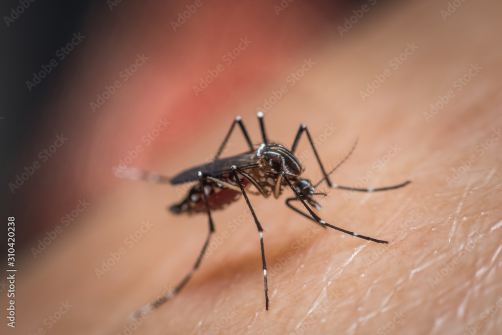 Macro of mosquito (Aedes aegypti) sucking blood Macro of mosquito (Aedes aegypti) sucking blood