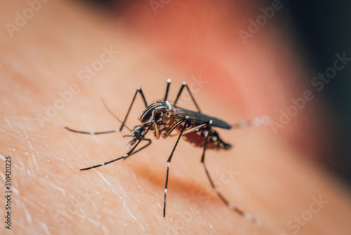 Macro of mosquito (Aedes aegypti) sucking blood © pongmoji