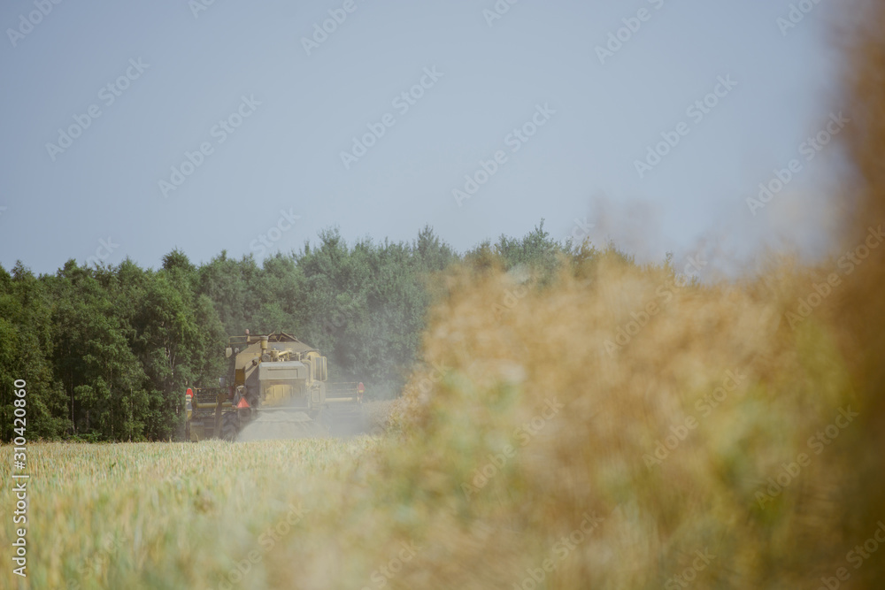Obraz premium Combine harvesting the rape field