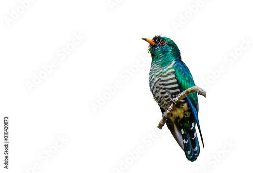 Asian Emerald Cuckoo on branch on white background.