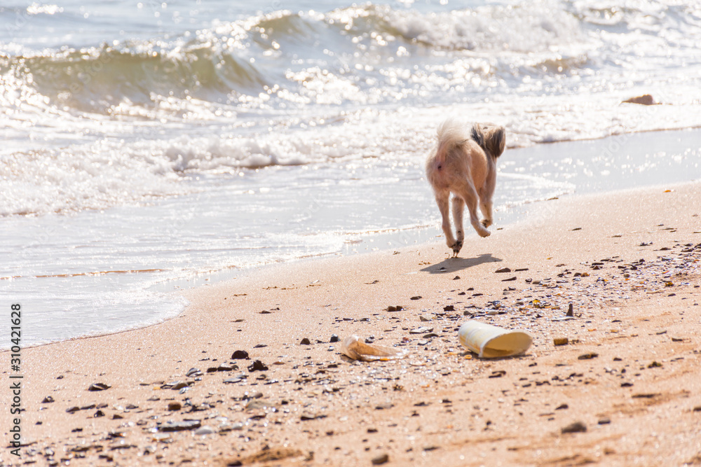 Dog running happy fun on beach when travel at sea Dog running happy fun on beach when travel at sea