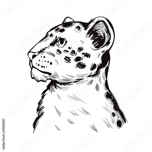 Liger hybrid offspring lion tiger, vector baby tabby portrait closeup isolated sketch t-shirt print, monochrome. Animal hand drawn illustration. Fauna of India asian breed carnivorous vector drawing