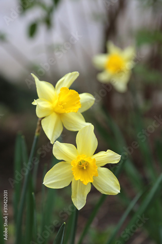 Beautiful Daffodils (Narcissus)