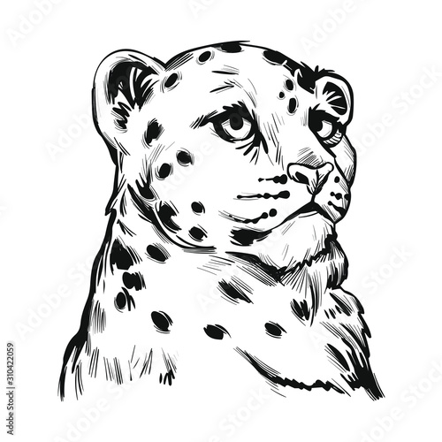 Snow leopard baby tabby portrait in closeup isolated sketch t-shirt print, monochrome. Vector spotted leopard hand drawni llustration of Panthera uncia. Mammal with thick fur feline. Catlike carnivore