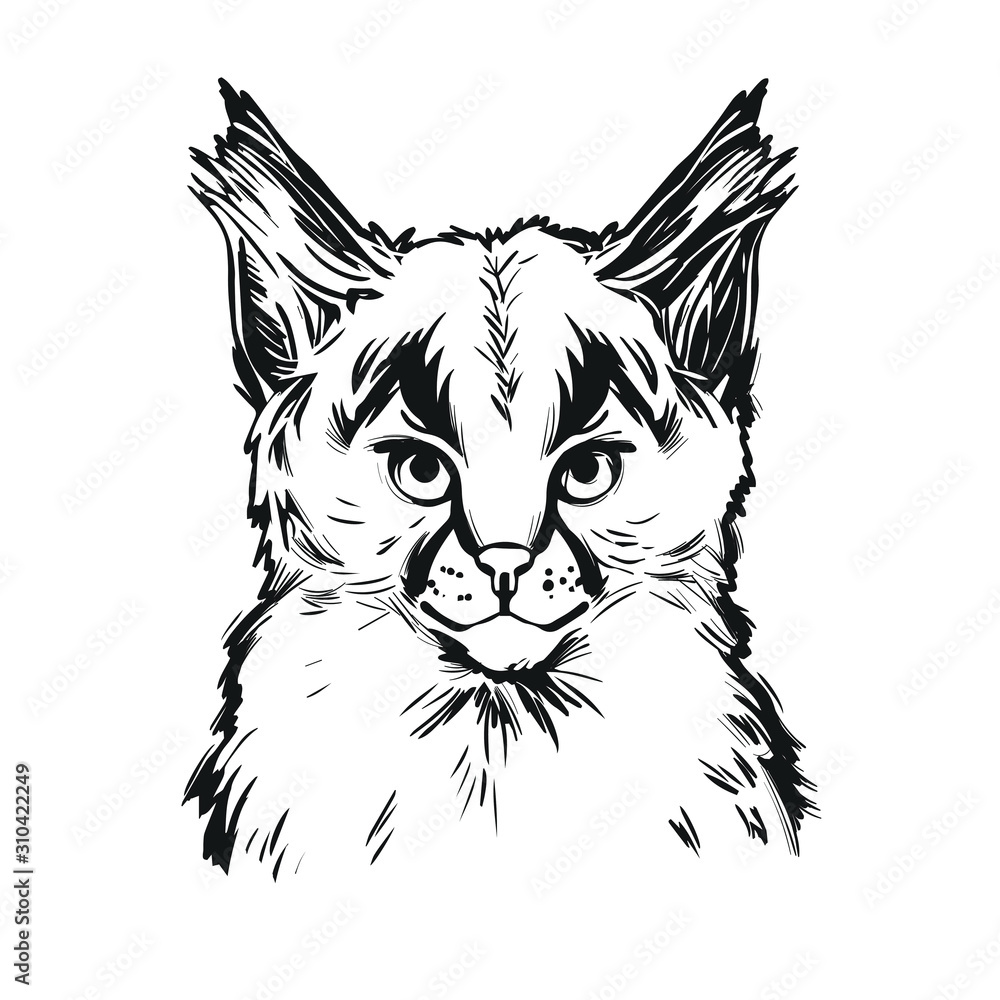 Obraz premium Caracal baby tabby, wild cat t-shirt print, isolated monochrome design, hand drawn illustration. Wild cat vector caracal caracal with tufted ears. Hunting season, wildlife feline portrait sketch