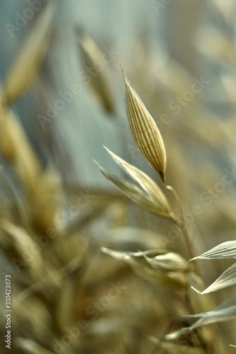  oats close-up in the sun