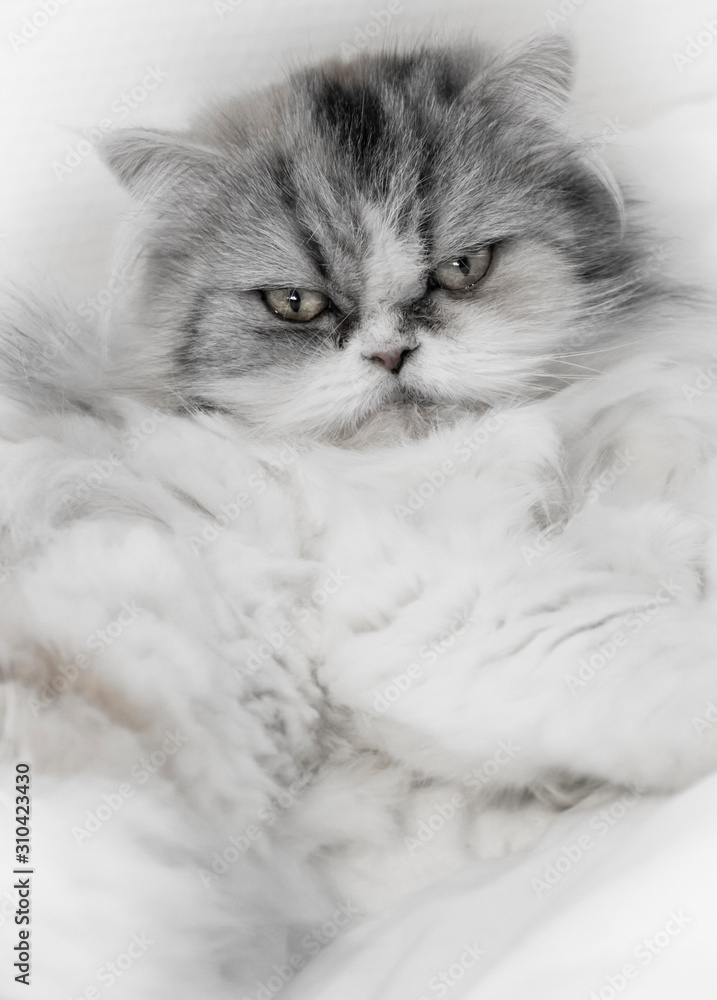 bonito gato persa