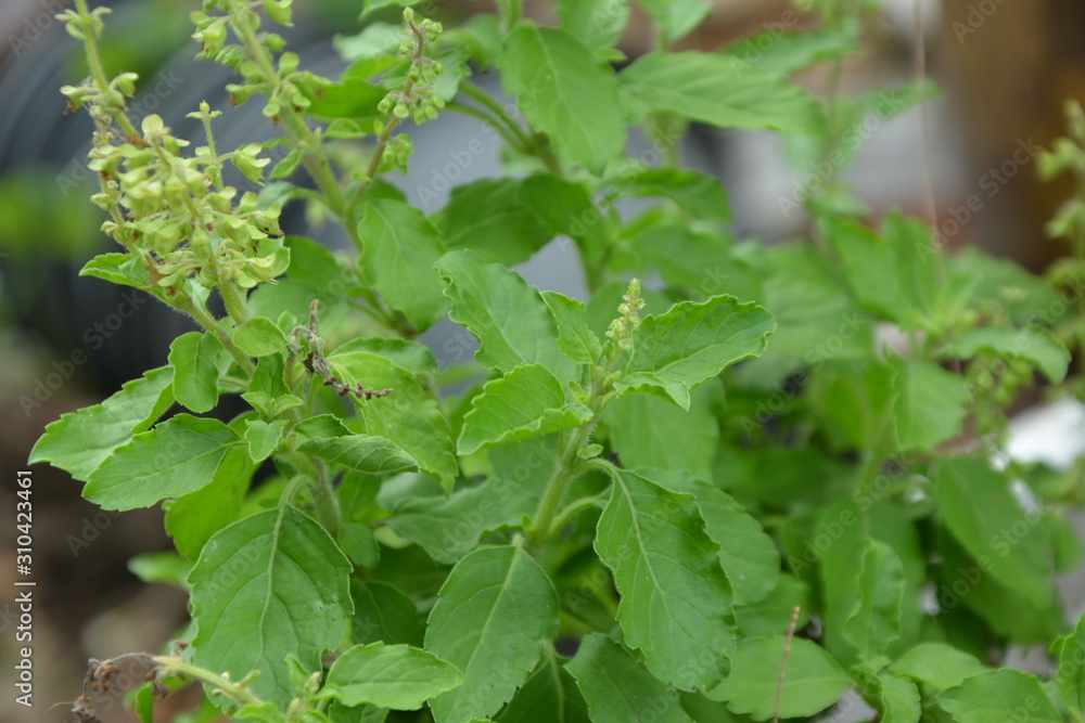 Holy basil, Sacred basil, Ocimum tenuiflorum or Ocimum sanctum. Thai basil with green leaves and small flowers,Freah Holy Basil plant Holy basil, Sacred basil, Ocimum tenuiflorum or Ocimum sanctum. Thai basil with green leaves and small flowers,Freah Holy Basil plant