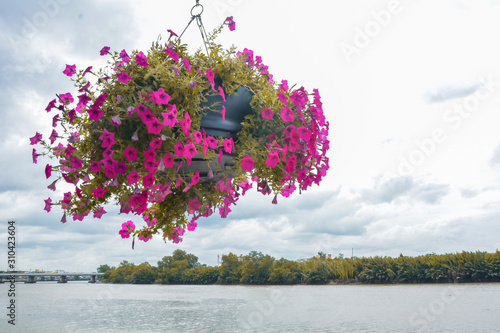 Hanging Flowers Pot Containing on The Roof Pink  Petunias Beautiful pink flowers in hanging pot against background of river Petunia Flowers In Hanging Flower Pot.