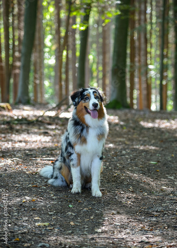 dog in park