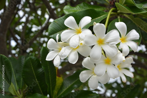 plumeria flower blooming on tree, spa flower. photo