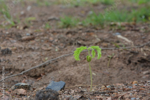 Tamarind seedlings, tamarind sprout growing up from soil with blurred background,Sour tamarind seedlings grow in the soil.