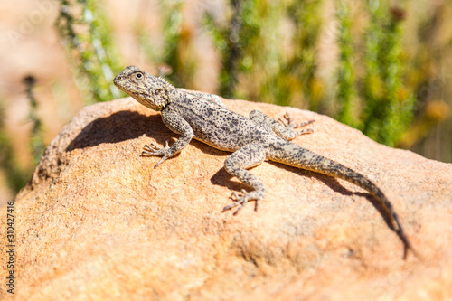 Close up of a sunbathing grey lizard with black dots, Cederberg, South Africa