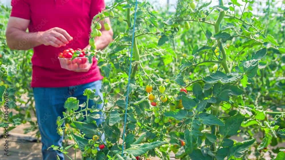 Man harvesting ripe cherry tomatoes in plastic container in the greenhouse Man harvesting ripe cherry tomatoes in plastic container in the greenhouse
