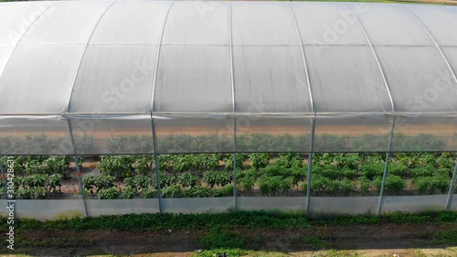 Driveby shot from outside of greenhouse full of vegetables growing in rich soil