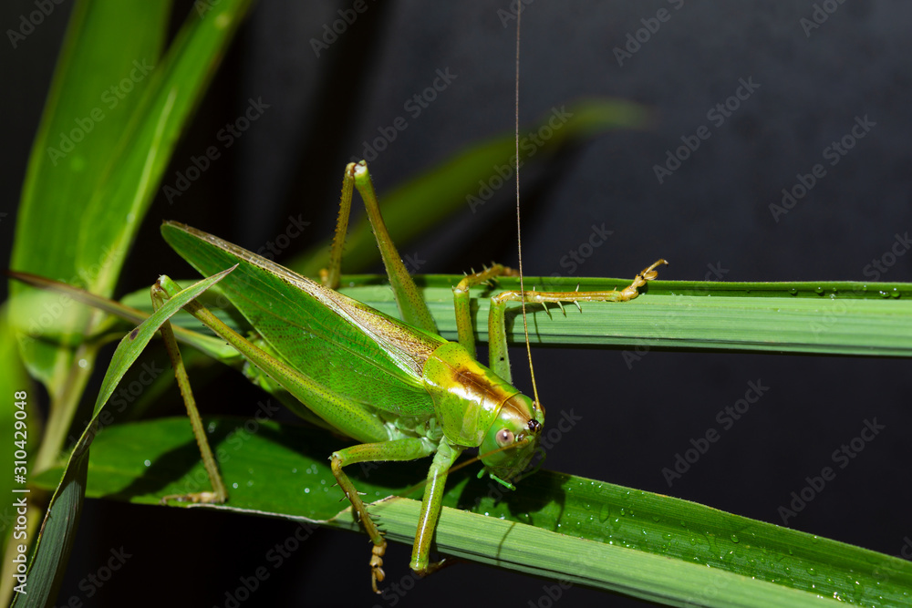 The speckled bush cricket is a species of bush-cricket common in well vegetated areas of Japan, such as woodland margins, hedgerows and gardens The speckled bush cricket is a species of bush-cricket common in well vegetated areas of Japan, such as woodland margins, hedgerows and gardens