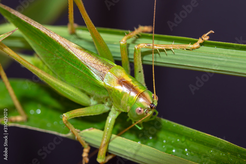 The speckled bush cricket is a species of bush-cricket common in well vegetated areas of Japan, such as woodland margins, hedgerows and gardens © obosong