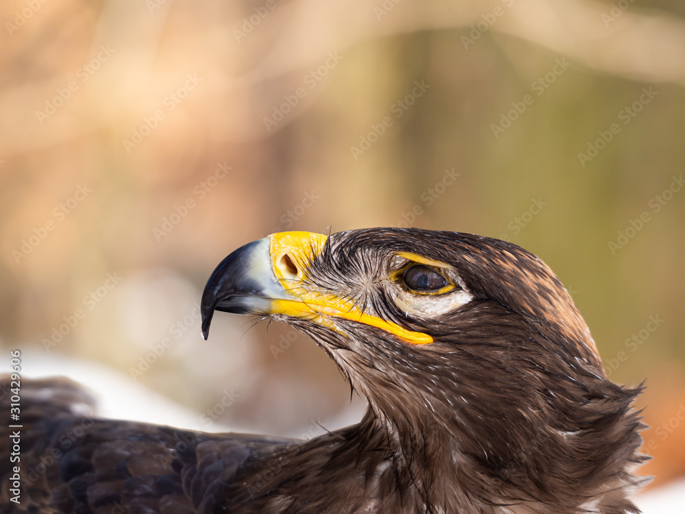 Steppe eagle (Aquila nipalensis) detail of head Steppe eagle (Aquila nipalensis) detail of head