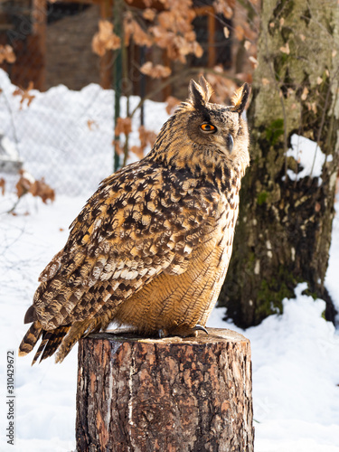 Eurasian eagle-owl (Bubo bubo) majestic bird in winter time