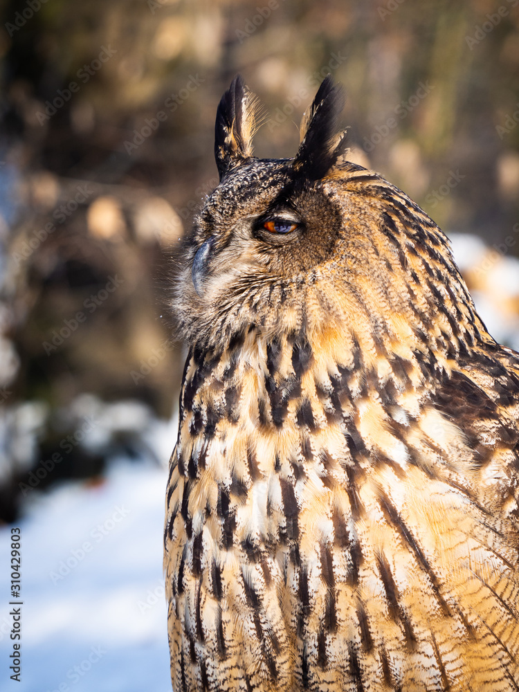 Eurasian eagle-owl (Bubo bubo) majestic bird in winter time Eurasian eagle-owl (Bubo bubo) majestic bird in winter time