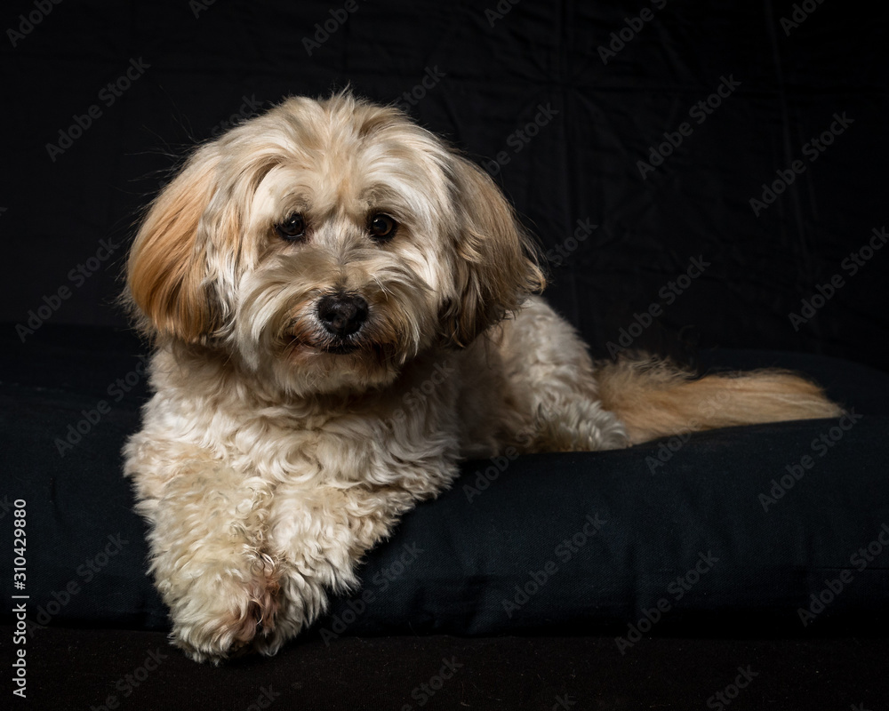 Havanese Dog on Black Background