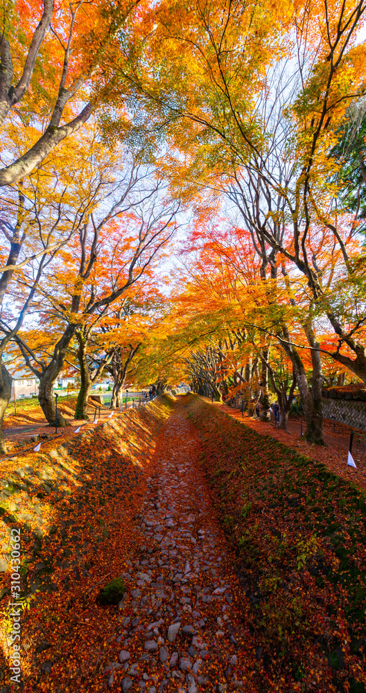 Maple corridor in autumn season in the area of Kawaguchiko lake, Japan.