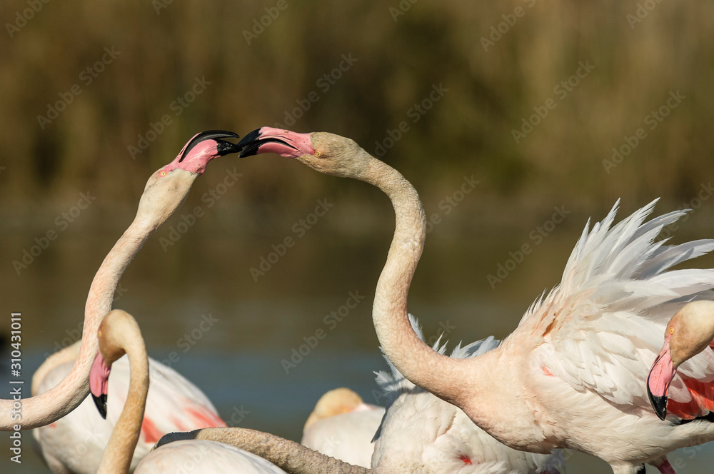 Naklejka premium Flamencos en la Camarga francesa