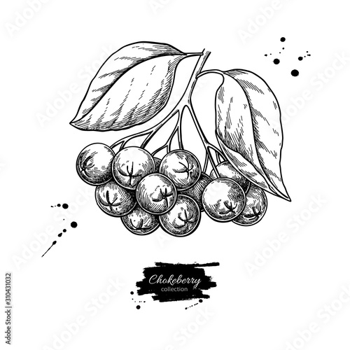 Chokeberry vector drawing. Hand drawn botanical branch with berries and leaves. photo