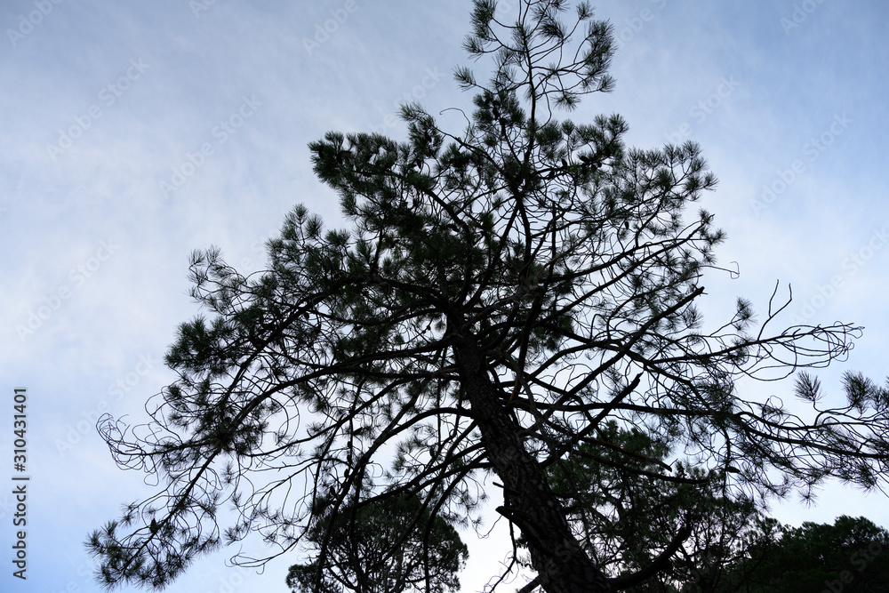Silhouette of single tree against sky, Sierra De Cazorla, Jaen Province, Spain Silhouette of single tree against sky, Sierra De Cazorla, Jaen Province, Spain