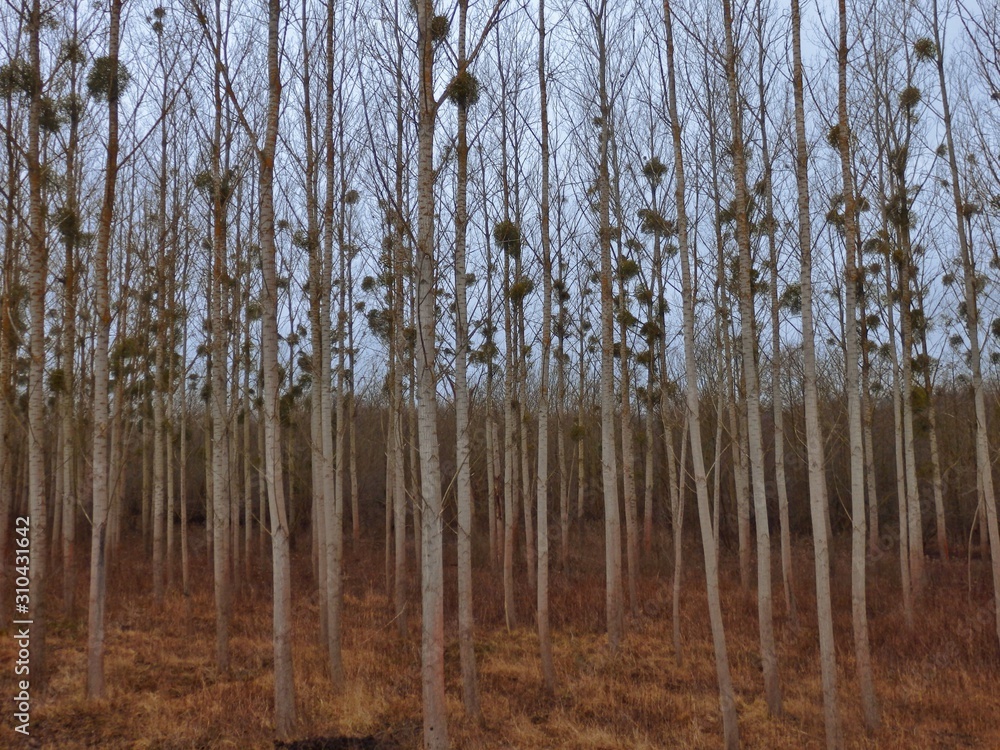Fototapeta premium forest