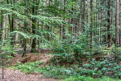 Mysterious view into a green forest in northern eruope photo