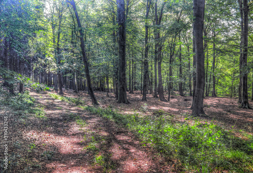 Mysterious view into a green forest in northern eruope photo