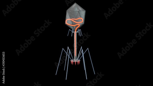 Phage Therapy Virus Bacteriophage with DNA strand inside . Partial head strand . 3d rendering illustration photo