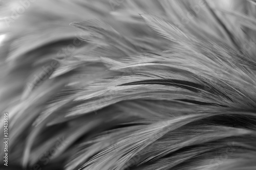 Gray chicken feathers in soft and blur style background for design