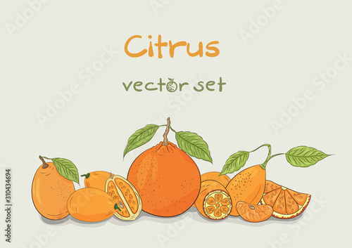 Citrus collection. Mandarin and kumquat set. Tropical juicy fruit vector illustration.