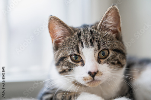 Cute young cat basking in the sun on a windowsill