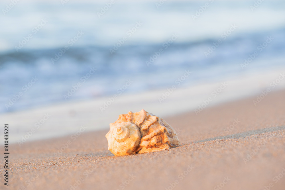 beautiful shell lies on the beach, next to the azure water of the sea beautiful shell lies on the beach, next to the azure water of the sea