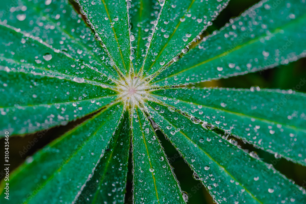 Green leaves in the meadow with dew, close up Green leaves in the meadow with dew, close up