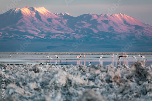 Atacama salar and Chaxa lagoon with many flamingoes feeding photo