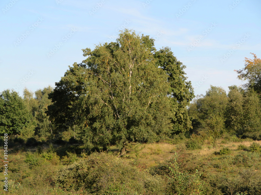tree in the field in september
