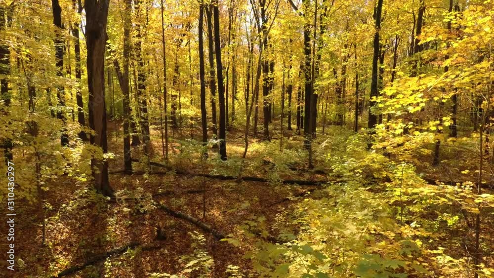 Unbelivably dreamy clear open shot of forest seen by drone flying upwards Unbelivably dreamy clear open shot of forest seen by drone flying upwards