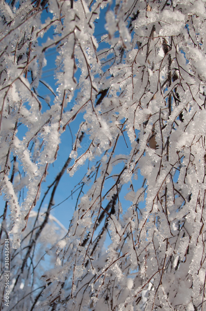 Fototapeta premium Winter wonderland: Tree branches covered with snow