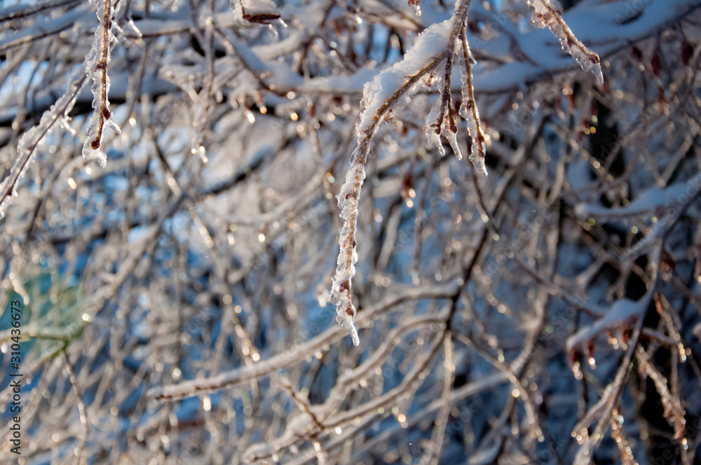 Winter wonderland: Tree branches covered with snow Winter wonderland: Tree branches covered with snow