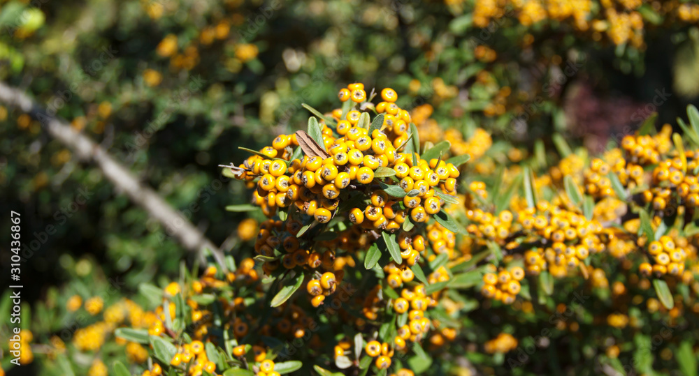 Pyracantha angustifolia is a genus of spiny evergreen shrubs in the family Rosaceae.