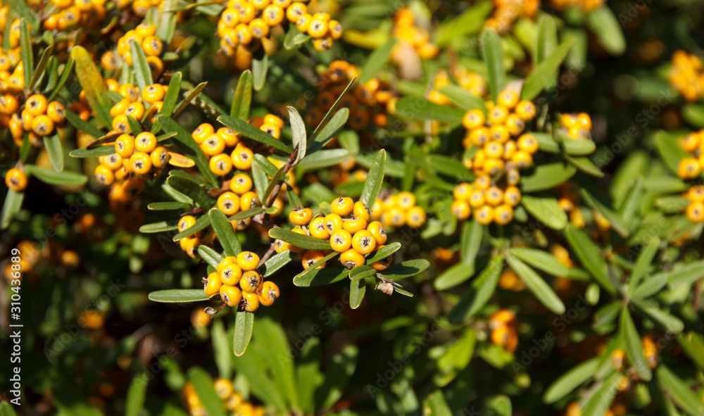 Pyracantha angustifolia is a genus of spiny evergreen shrubs in the family Rosaceae. Pyracantha angustifolia is a genus of spiny evergreen shrubs in the family Rosaceae.