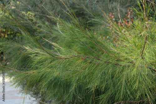 Casuarina equisetifolia is cultivated as an ornamental plant. It grows on the Islands of Western Oceania, as well as the Australian region