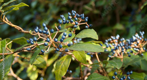 Viburnum tinus. Black berries on the Bush on the background of nature photo