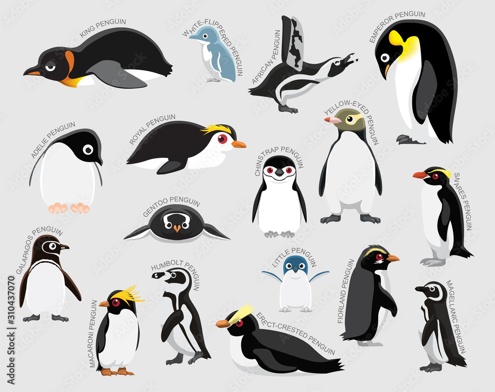 Obraz premium Penguin Set Various Kind Identify Cartoon Vector
