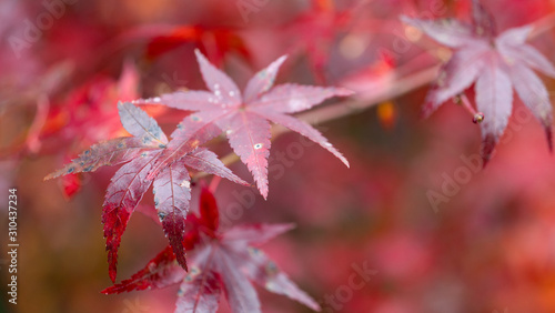 Copy space of Red leaves in autumn,Red maple foliage